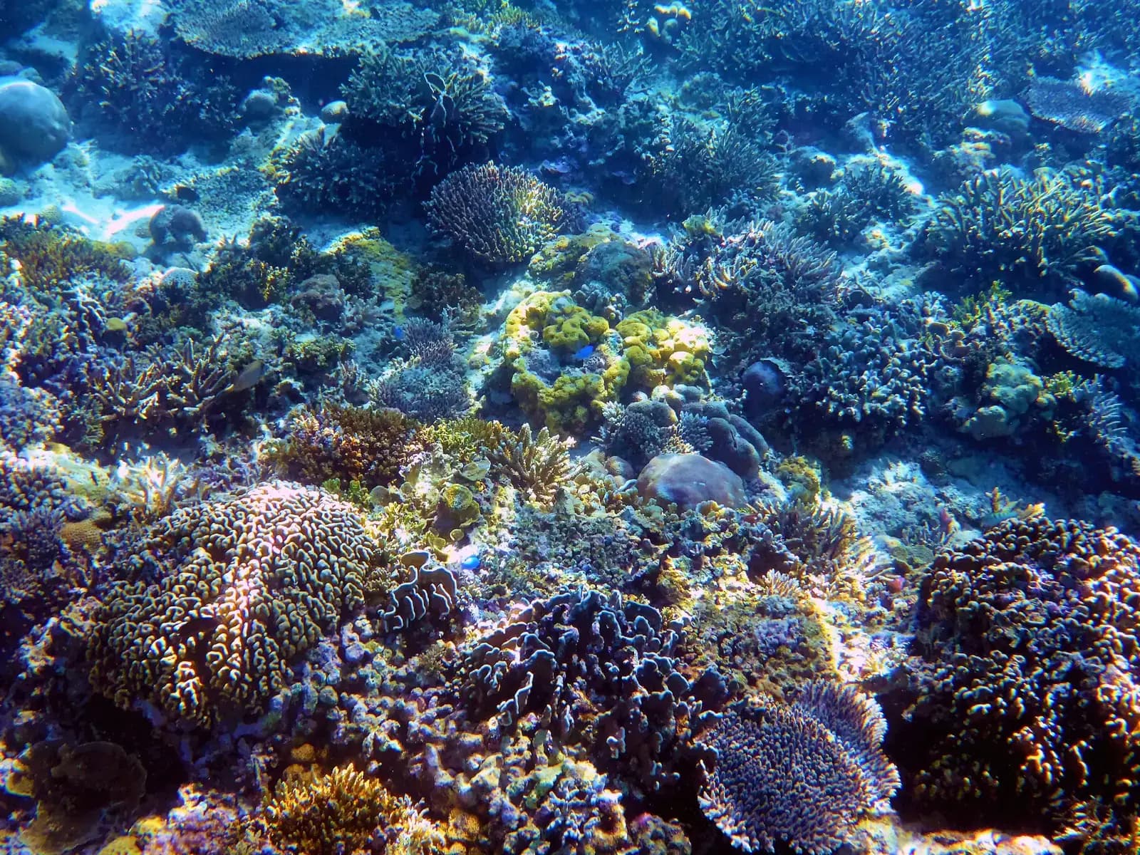 Coral reef with colorful fish seen while snorkeling
